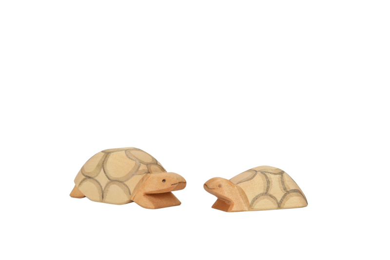 Unsere Schildkröten