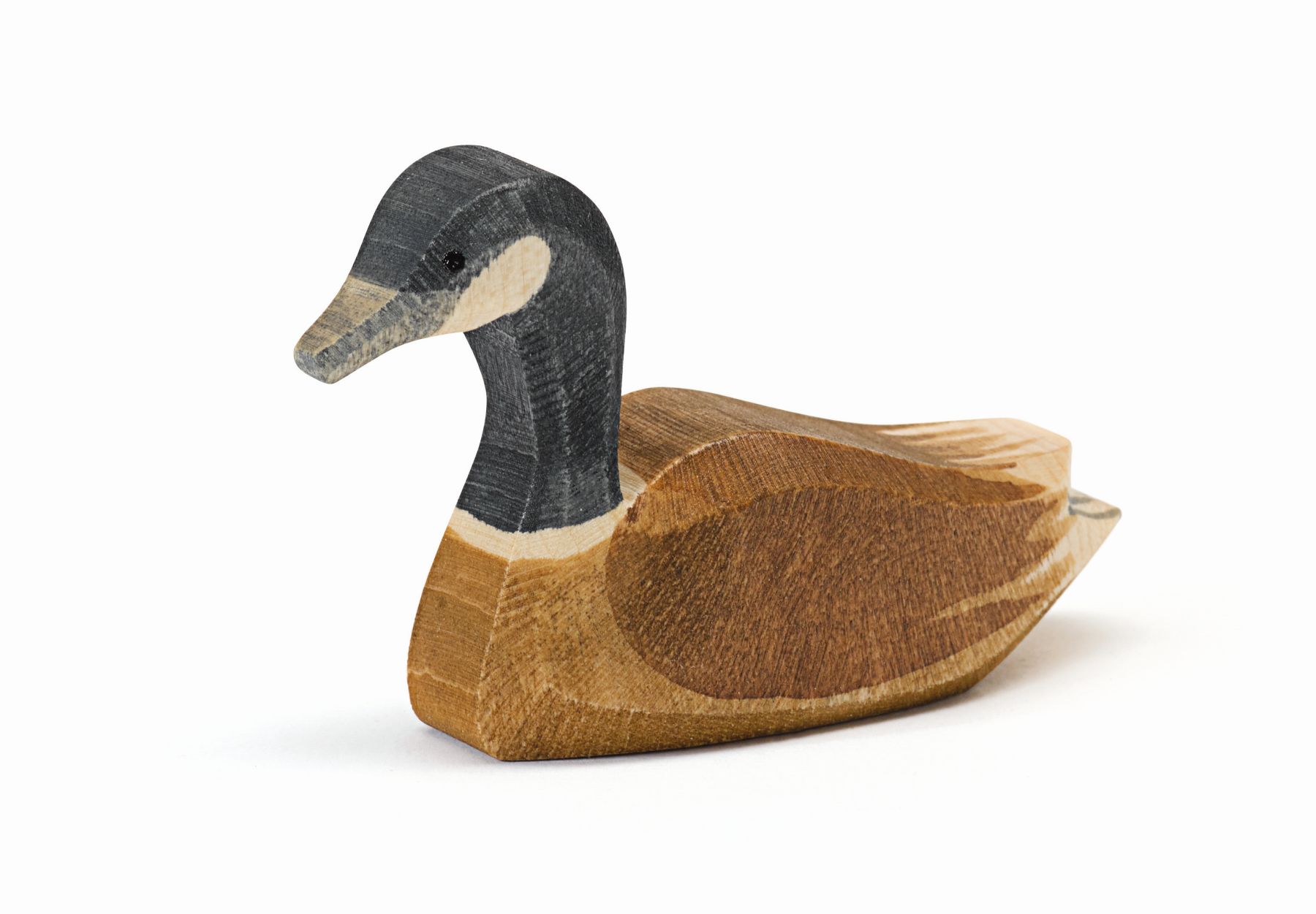 Kanadagans schwimmend